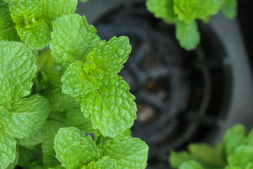 Kitchen Mint in farm