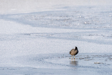 A coot (fulica atra) is standing on the ice of a frozen pond