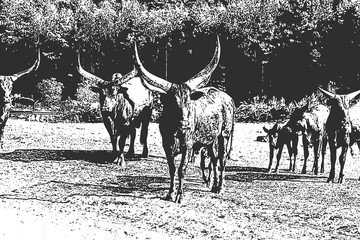 Bulls with big horns. Vintage hand drawn sketch