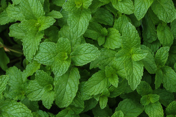 Kitchen Mint in farm