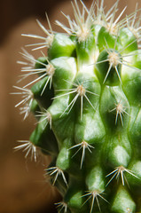 close up cactus in pot