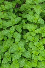 Kitchen Mint in farm