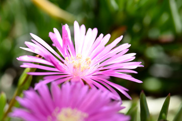 pink flower macro 