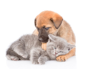 Mongrel puppy hugging kitten and looking at camera. Isolated on white background