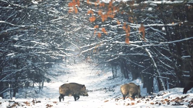 Wild boars running in the winter worest around trees. 4K slow motion footage.