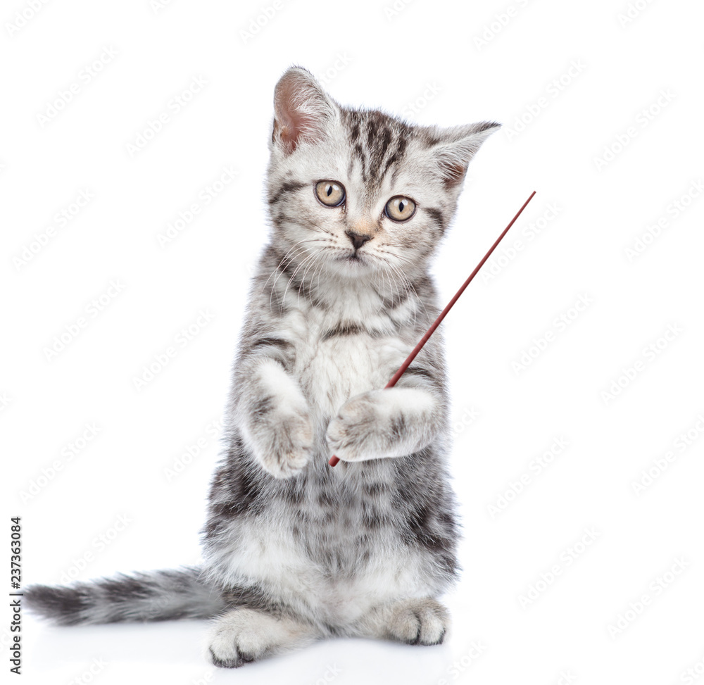 Poster Scottish kitten standing on hind legs and pointing away om empty space. isolated on white background