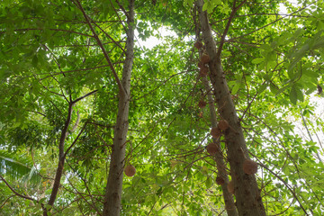 tree in the rain forest