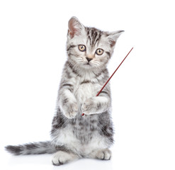 Obraz premium Scottish kitten standing on hind legs and pointing away om empty space. isolated on white background