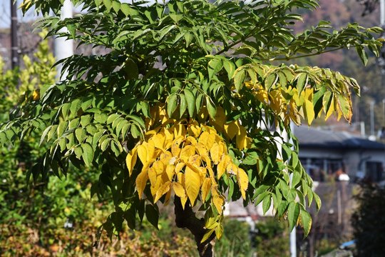 Japanese angelica tree / Aralia elata / Devill's walking stick tree