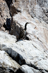 cormorant walking on the rocks