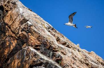 when the seagull flying near rocks