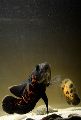 oscar fish in the tank