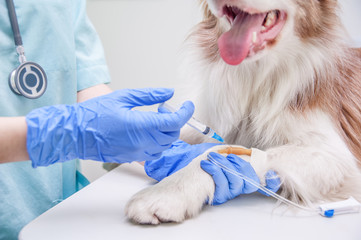 Veterinarian giving an injection to a dog