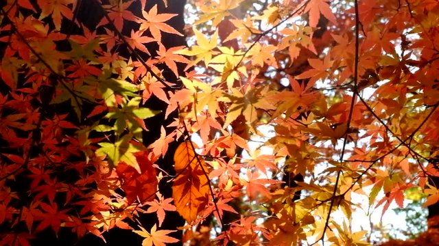 秋風に揺れる美しいカエデの葉