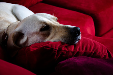 labrador rest on sofa