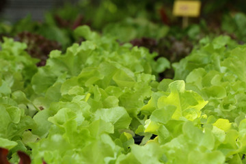 Lettuce in farm