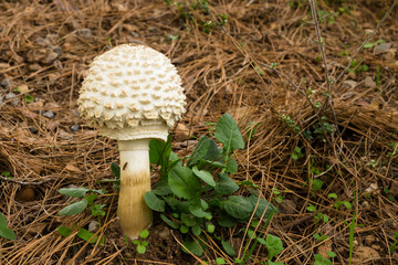 mushroom in the jungle