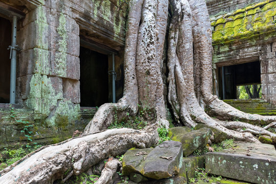 Spung tree on ruins of Ta Prohm jungle temple in Angkor, Cambodia