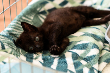 A small black kitty lying in a cage.