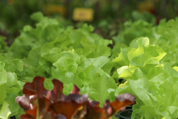 Lettuce in farm