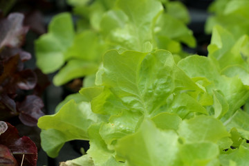 Lettuce in farm