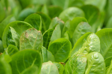 Lettuce in farm