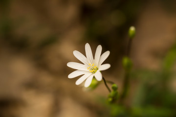 flower in nature