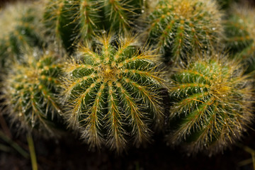 cactus close-up in nature