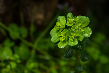  Green Flower Plant in Nature