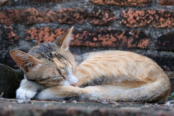 Thai cat in the old temple