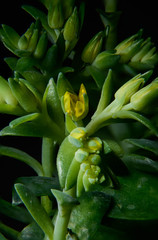 close up cactus flower