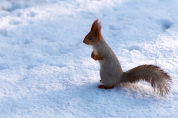 squirrel on snow