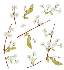 Spring blossom. Collection white, bluish, mauve flowers: cherry, (sakura, plum). Florets, branches, buds, green leaves on white background. Digital drawing in watercolor style, vector