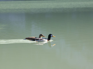 A two ducks swimming in the lake. Close up