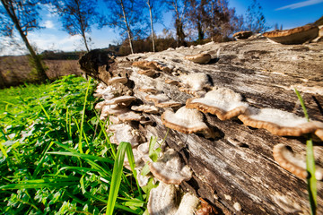 White mushrooms on trunk