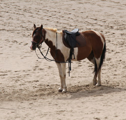 A Pony Waiting to Give Rides on a Sandy Beach.