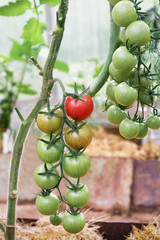 tomatoes in a garden