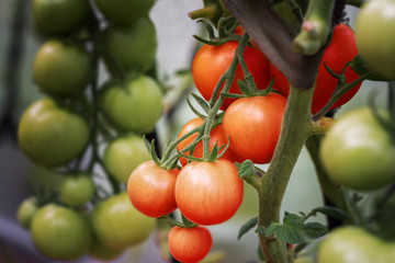 tomatoes in a garden