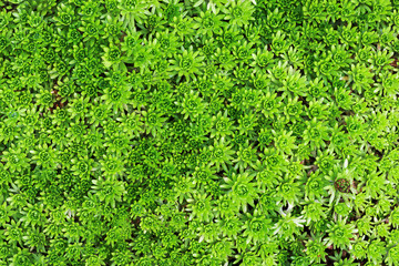 Green moss texture.
