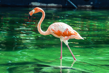 Pink Flamingo in Dominican Republic