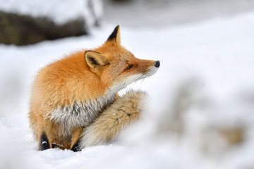 Fototapeta premium 雪の中のキタキツネ