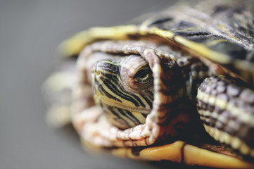 Fototapeta premium Closeup of a turtle. Bad mood. Serious. Frozen. Cold. Introvert.