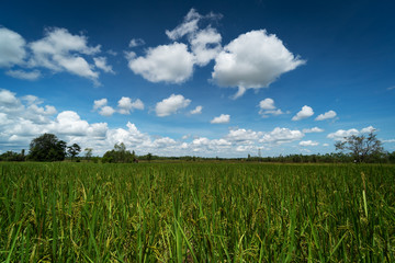 Obraz premium Reisfeld mit schönen Wolken