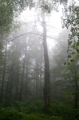 Forest with mist