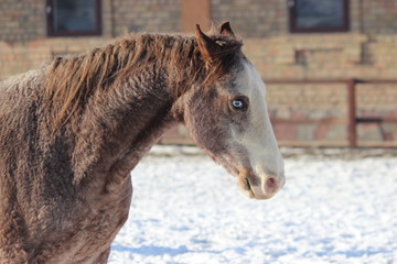 portrait, blue eyes of a curly horse - handsome, charismatic, breed American kold,