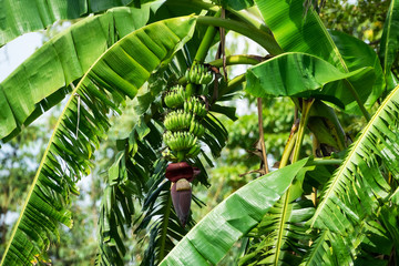 Bananenbaum Photos Royalty Free Images Graphics Vectors Videos Adobe Stock