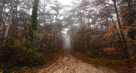 path in misty autumn forest 