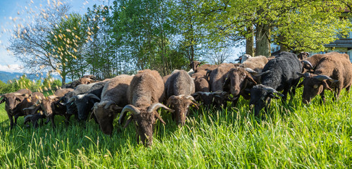 Welsh Mountain Sheep brown black with horns on field