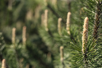 Pine tree. background