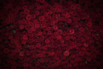  Natural red roses background, flowers wall. Roses as background picture. © Olena